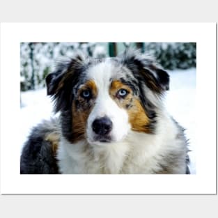 miniature american shepherd blue merle third Posters and Art